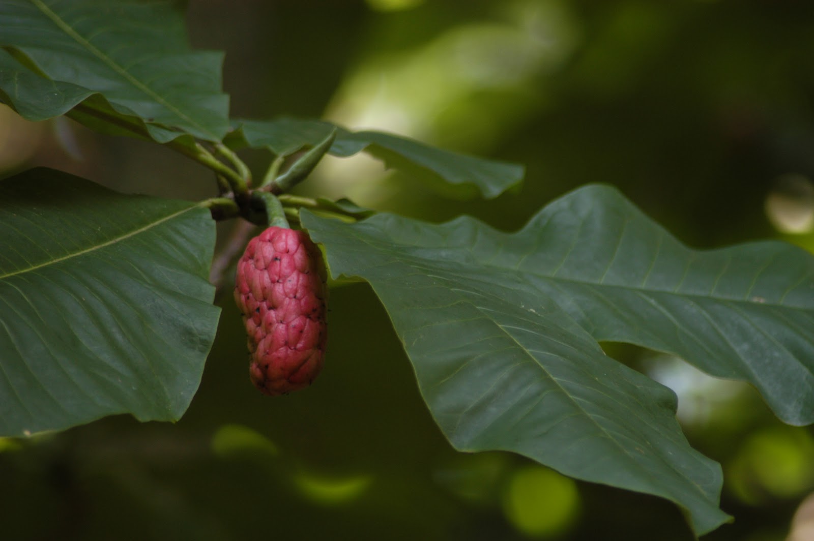A Year With the Trees Umbrella Magnolia Magnolia tripetala
