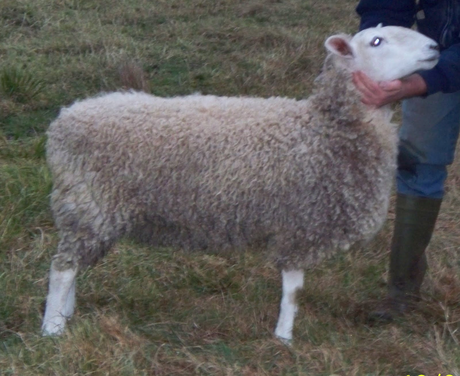 Grace Haven Acres sheep for sale