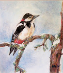 Spotted Woodpecker  oil pastel