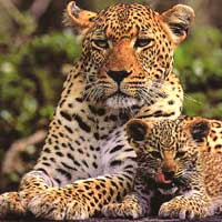 Booksandleopards