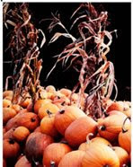 farm harvest photo, pumpkins and corn stalks