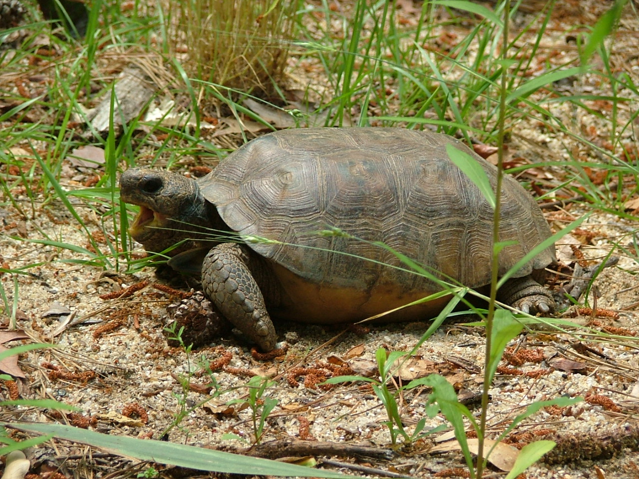 All in a day's work: 2011 is the Year of the Turtle