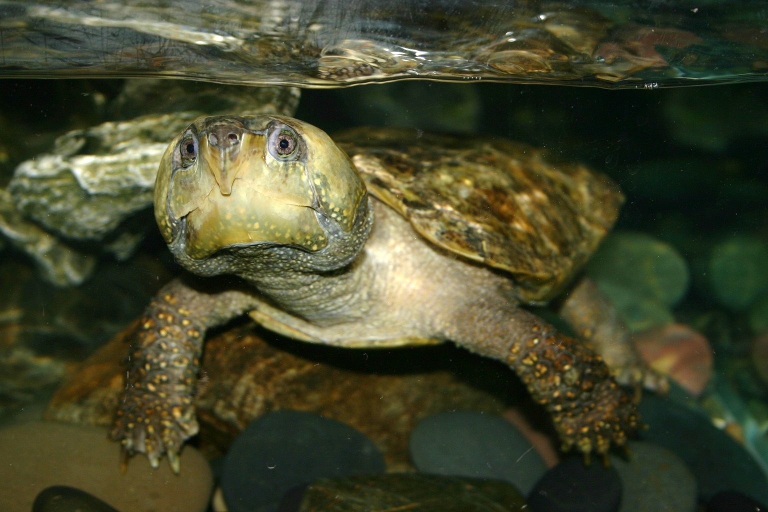 All in a day's work: 2011 is the Year of the Turtle