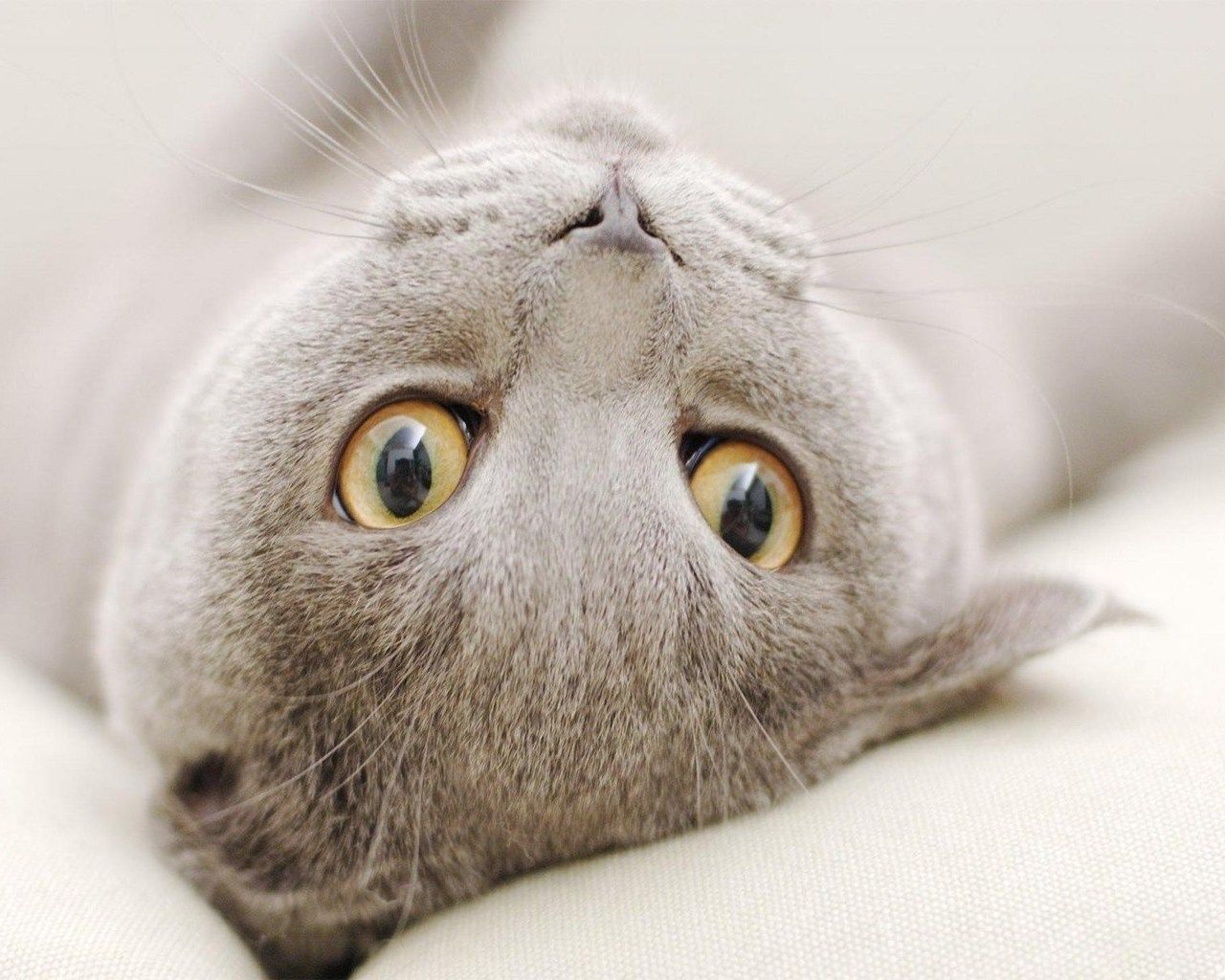 Different types of movements of animals Picture collections