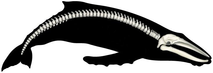 [esqueleto_ballena_modificado.JPG]