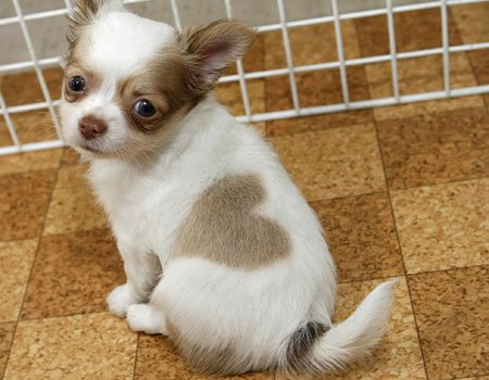 [Valentine+Puppy.bmp]