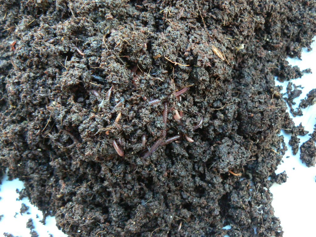 cultivating domesticity: worm composting! Biology Diagrams