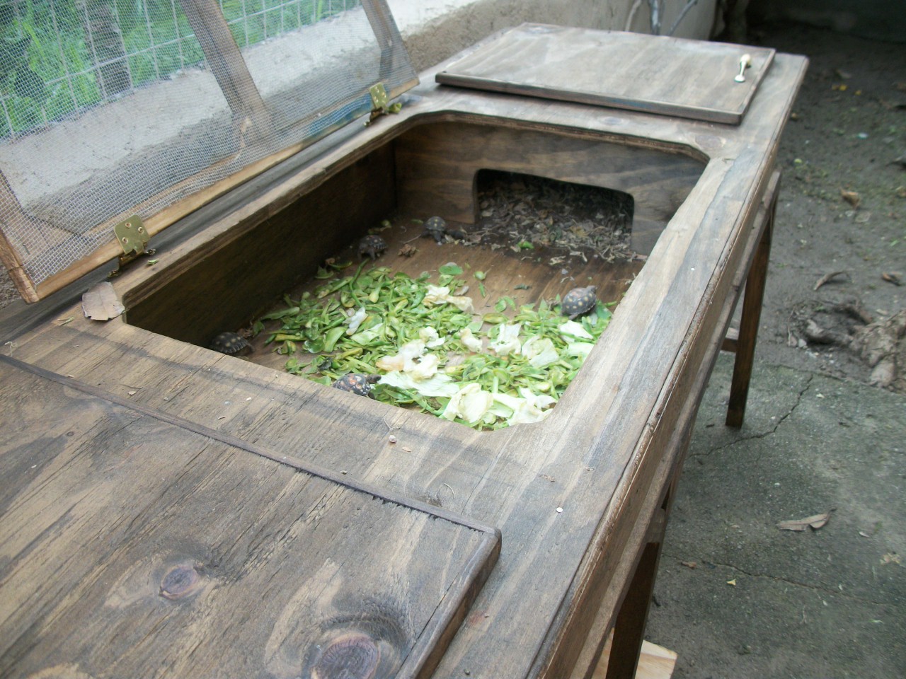 CRIADOR DE LA TORTUGA DE TIERRA,GOPEHRUS BERLANDIERI: CASITAS O