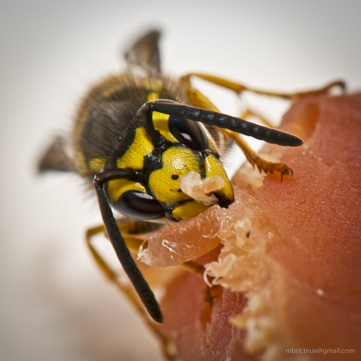 Wasp : A Close Encounter
