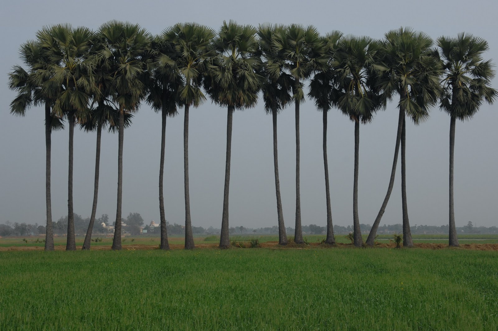 Nālandā on the Move 2497th Anniversary of Parinirvāna of Mahā Moggallāna