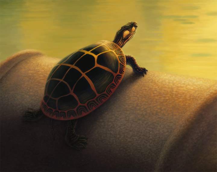 [Turtle.jpg]