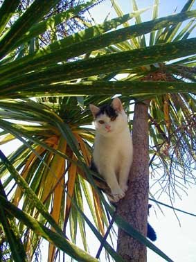 [LilliPalm.jpg]