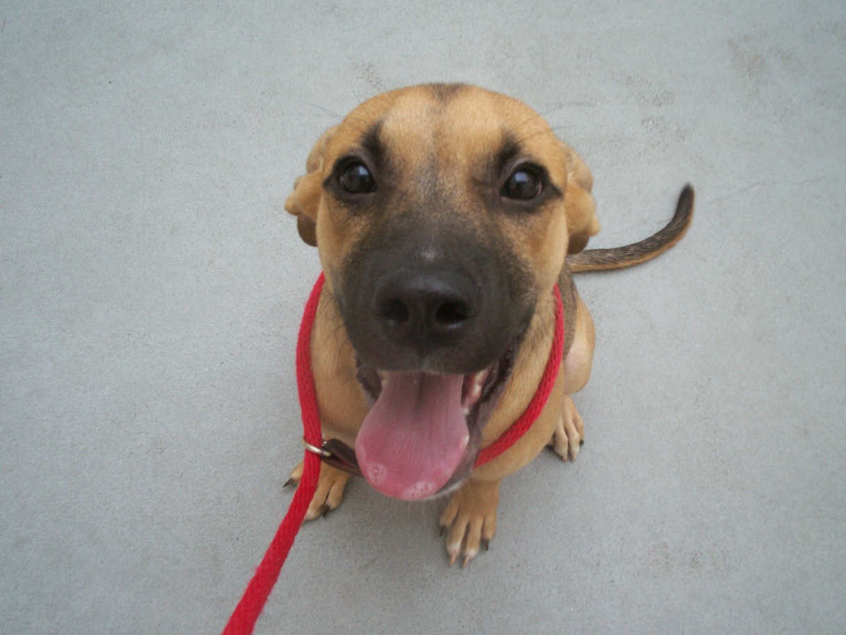 The Doglando Blog Orlando Dog Grooming Orlando Dog Training Dog