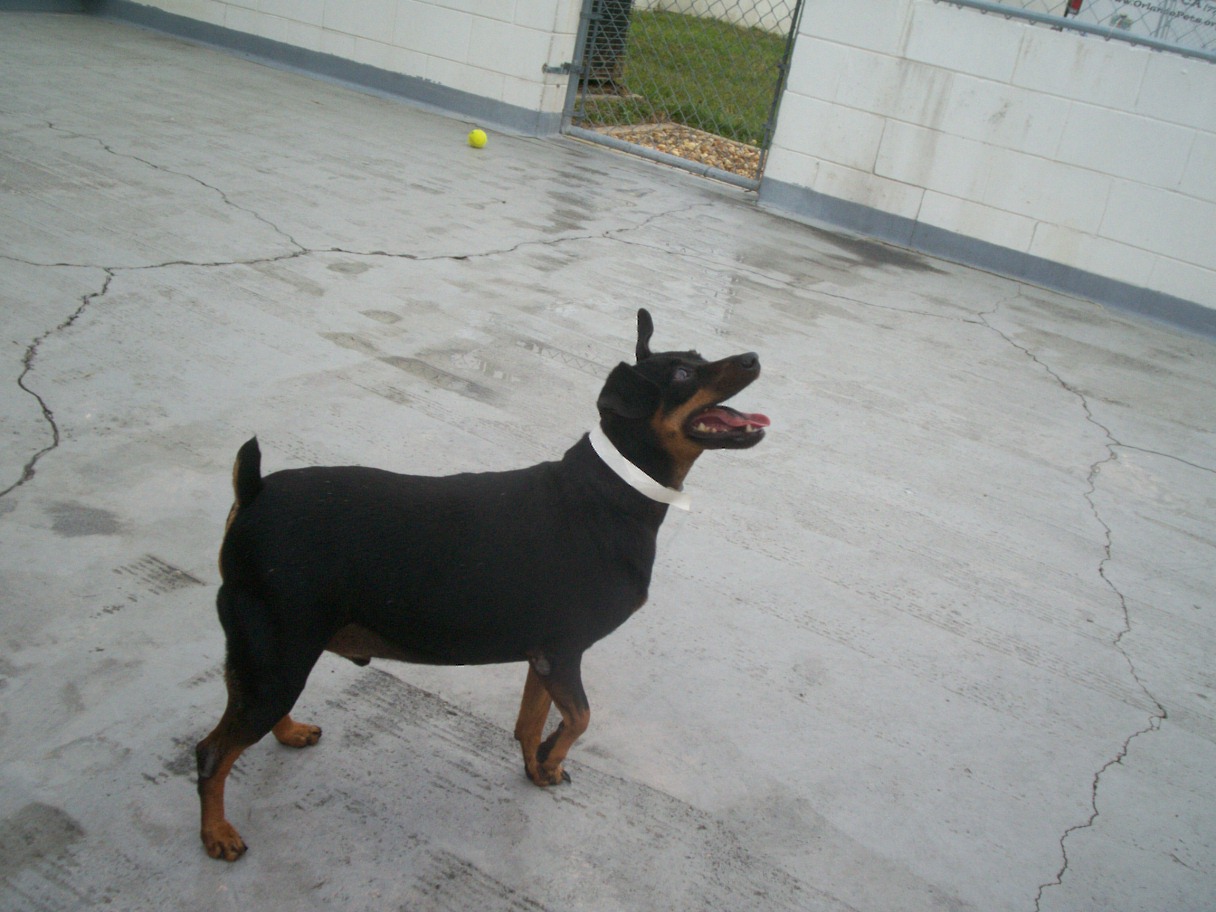 The Doglando Blog Orlando Dog Grooming Orlando Dog Training Dog