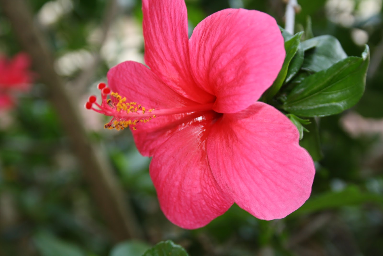 Shutter Treat. Shoe flower