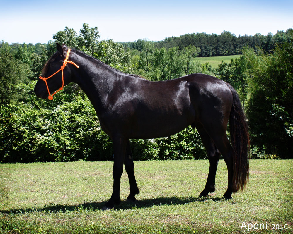 Gaited Horses For Sale