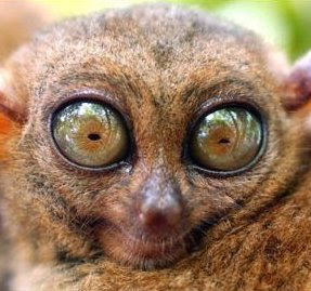bulging+lemur+eyes.jpg