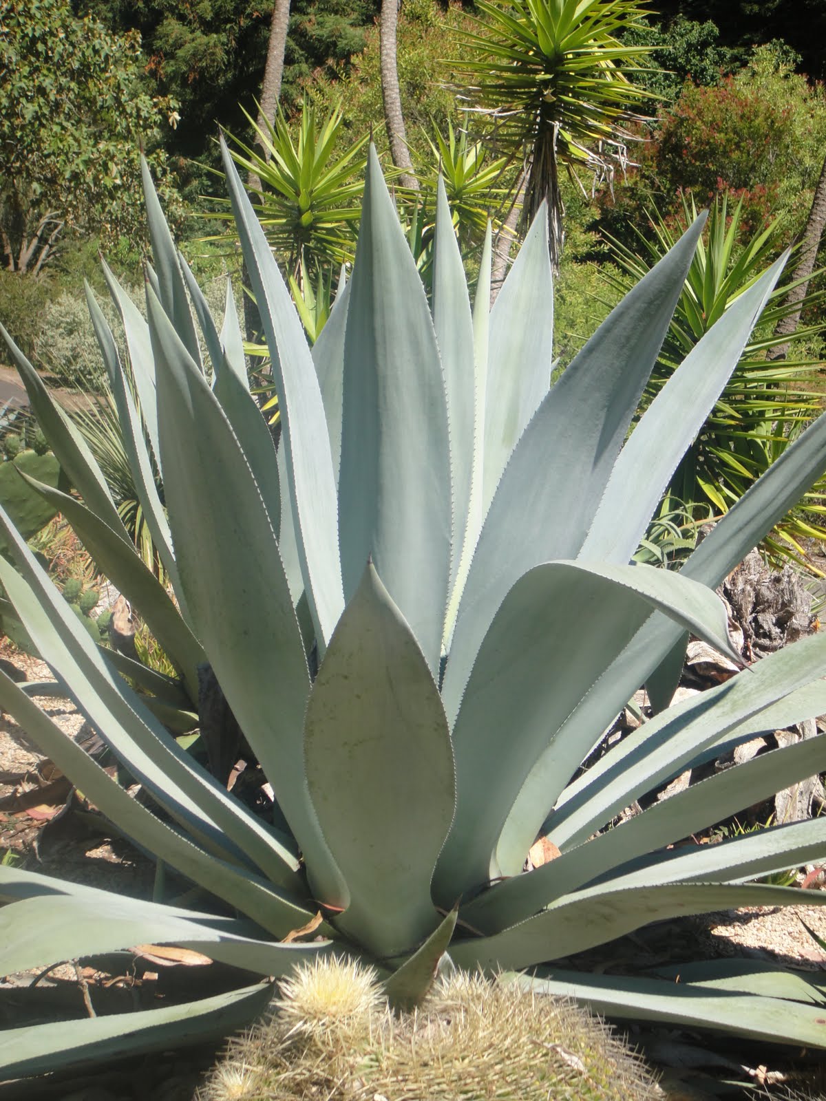 Succulent Garden San Francisco | Meetmeamikes