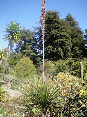 A succulent garden | Watering Garden