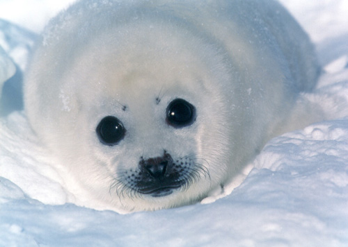 foca.jpg