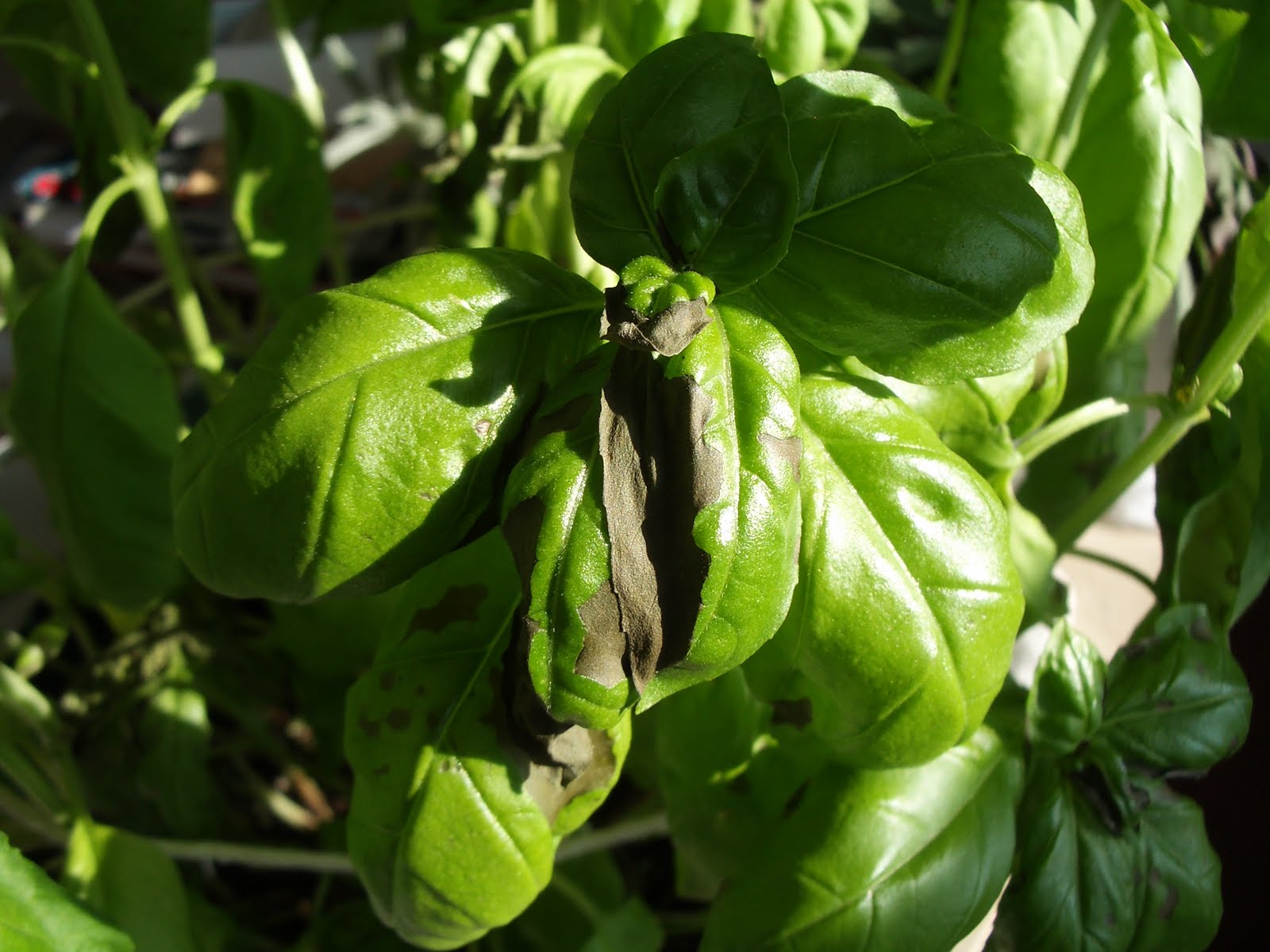 THE Martha...Fung RIP, My Sweet Basil