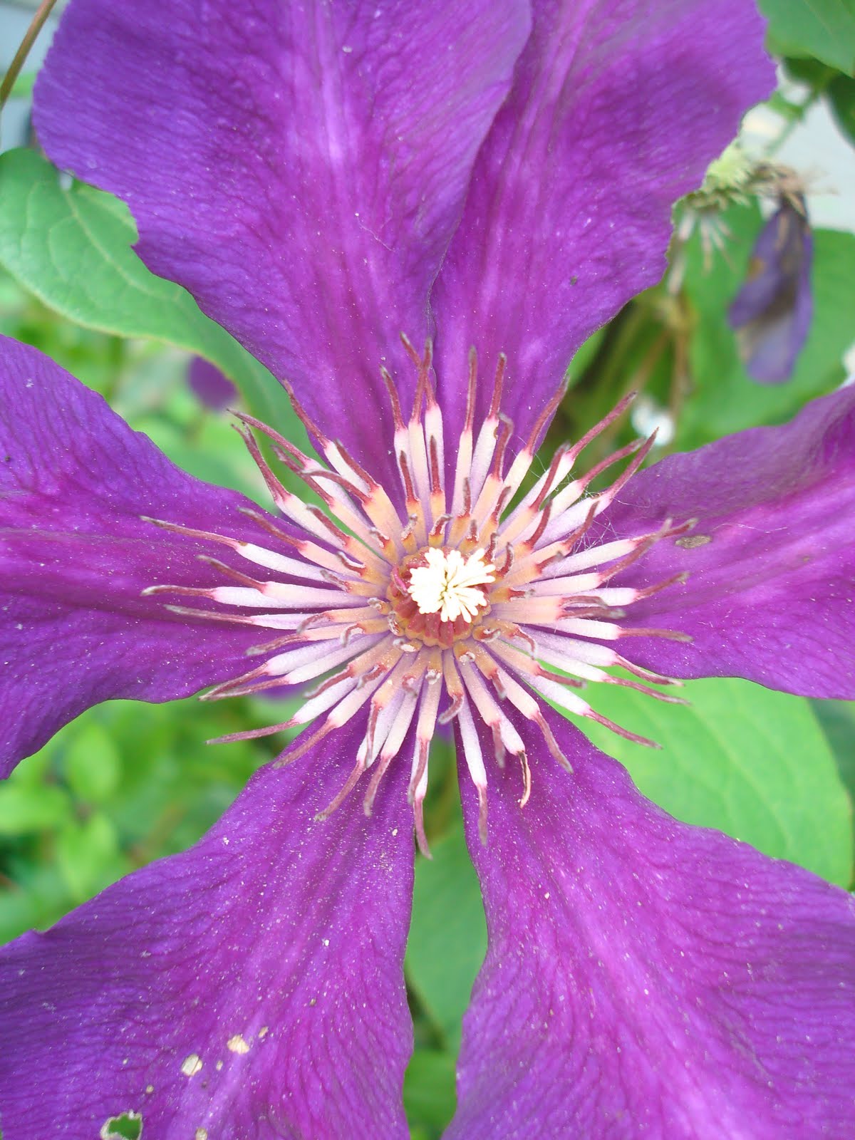 Hectichousehold What is blooming right now