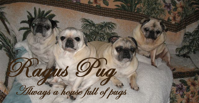 Ragus Pug - Always a house full of pugs