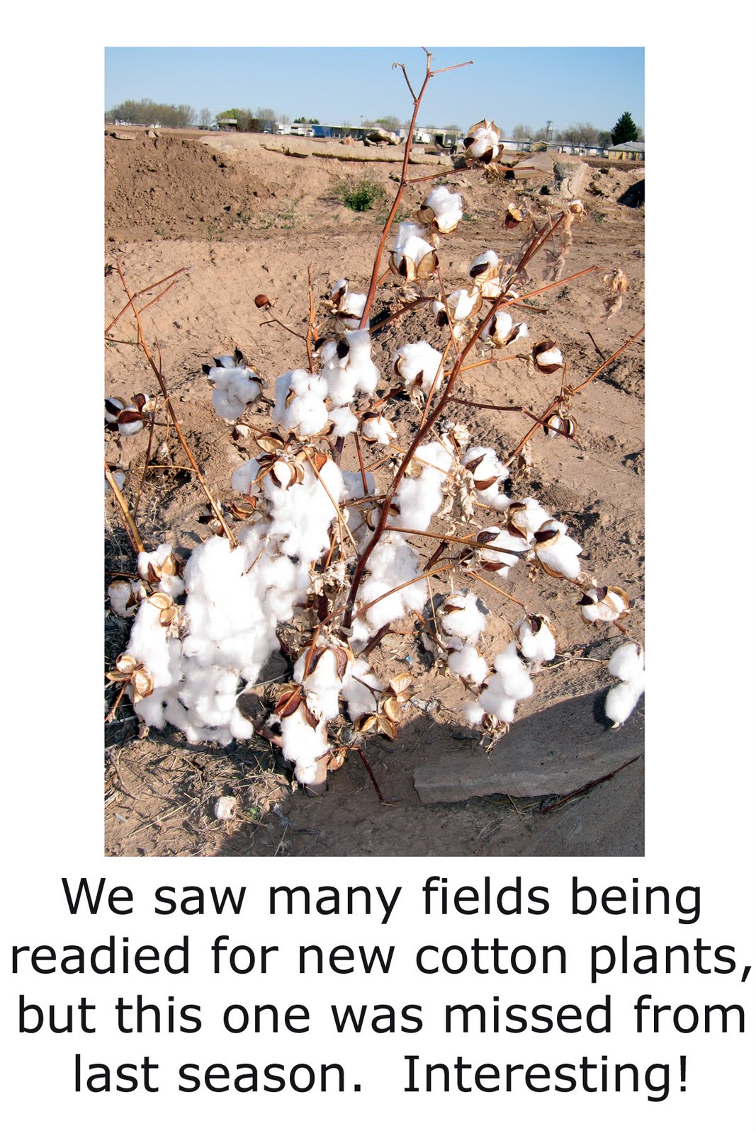 [Cotton+plant.jpg]