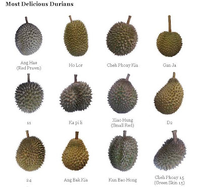 KoSong: How to choose a good durian