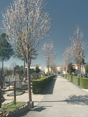 Avenue du cimetière Strasbourg 