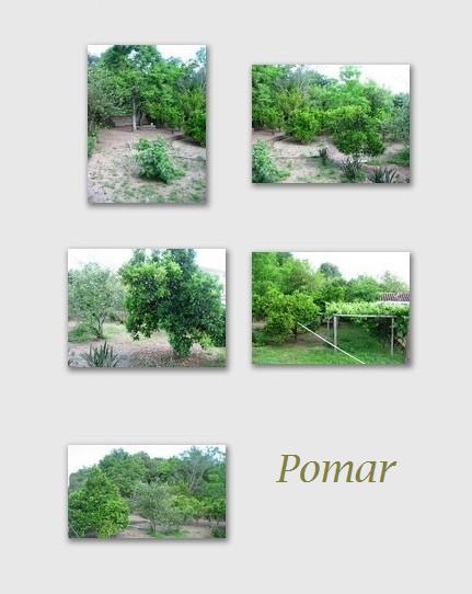 [Pomar.JPG]