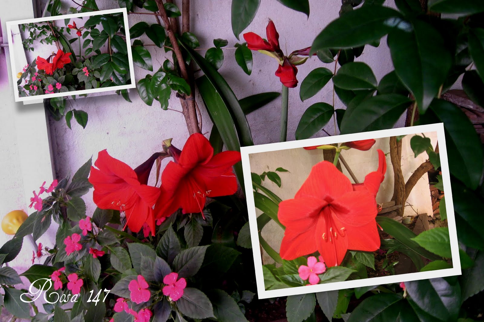 [6+-quando+cheguei1.jpg]