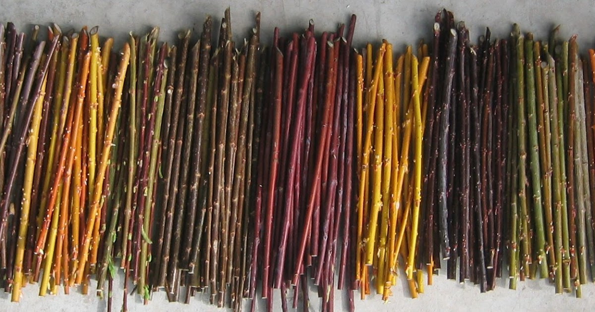 Willows: Propagating willow