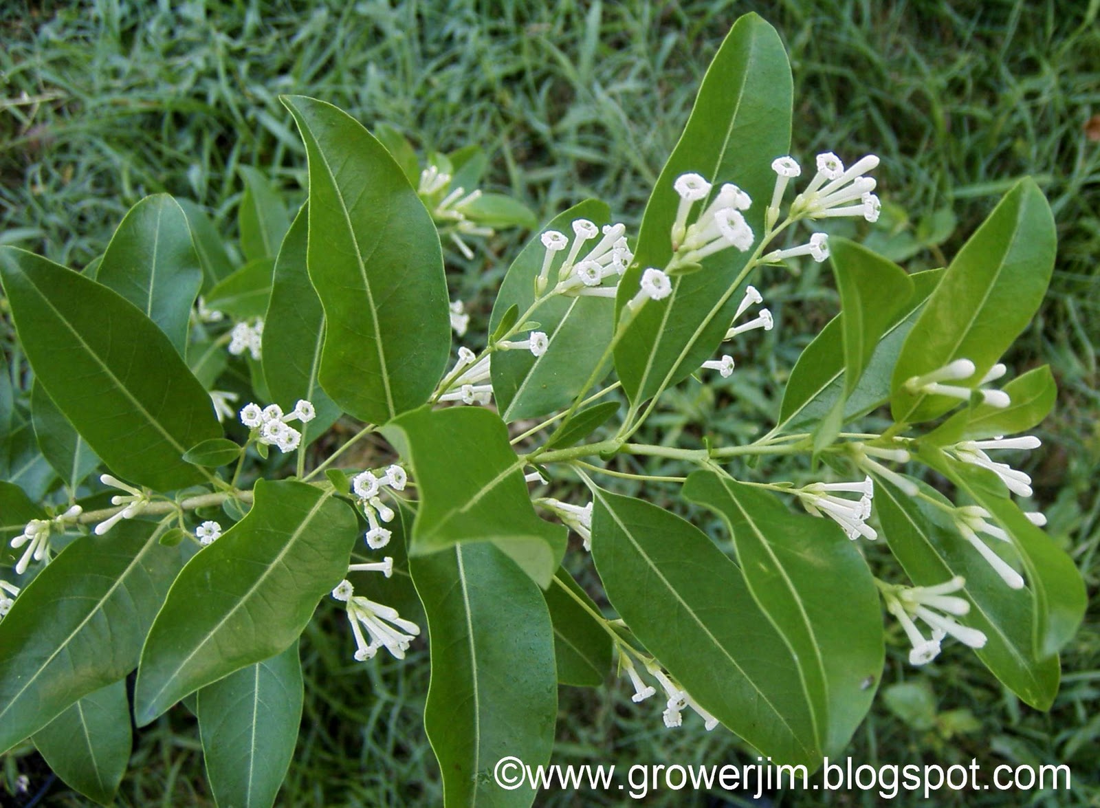 Garden Adventures Cestrum diurnum (Day Jasmine)