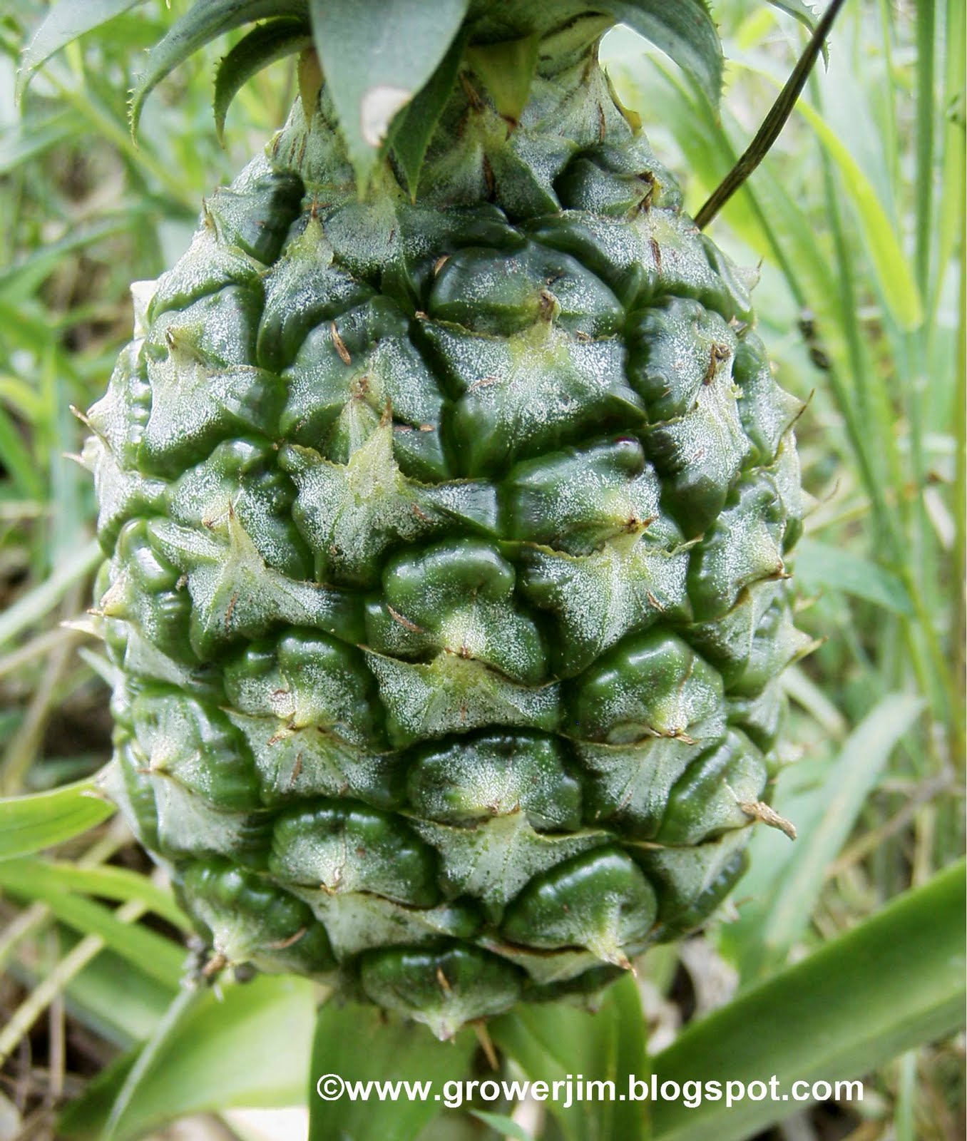 Garden Adventures Pineapple Ananas Comosus