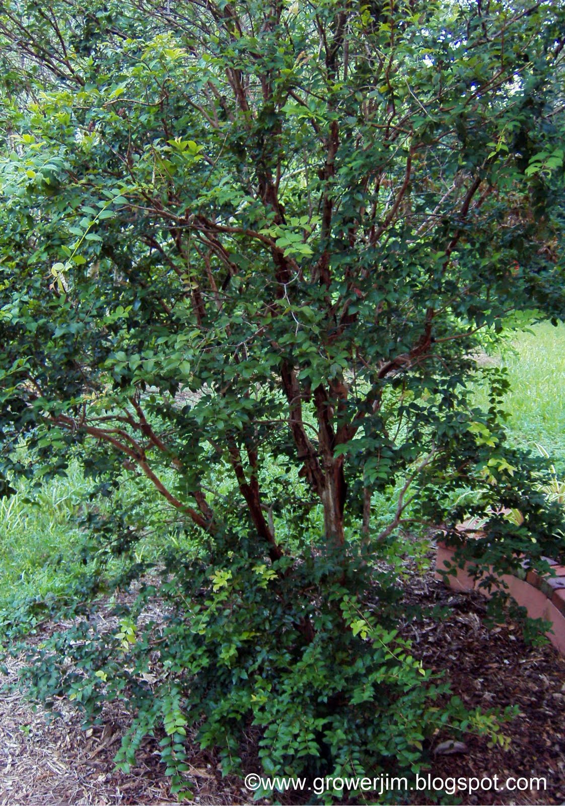 Garden Adventures Jaboticaba (Myrciaria cauliflora)