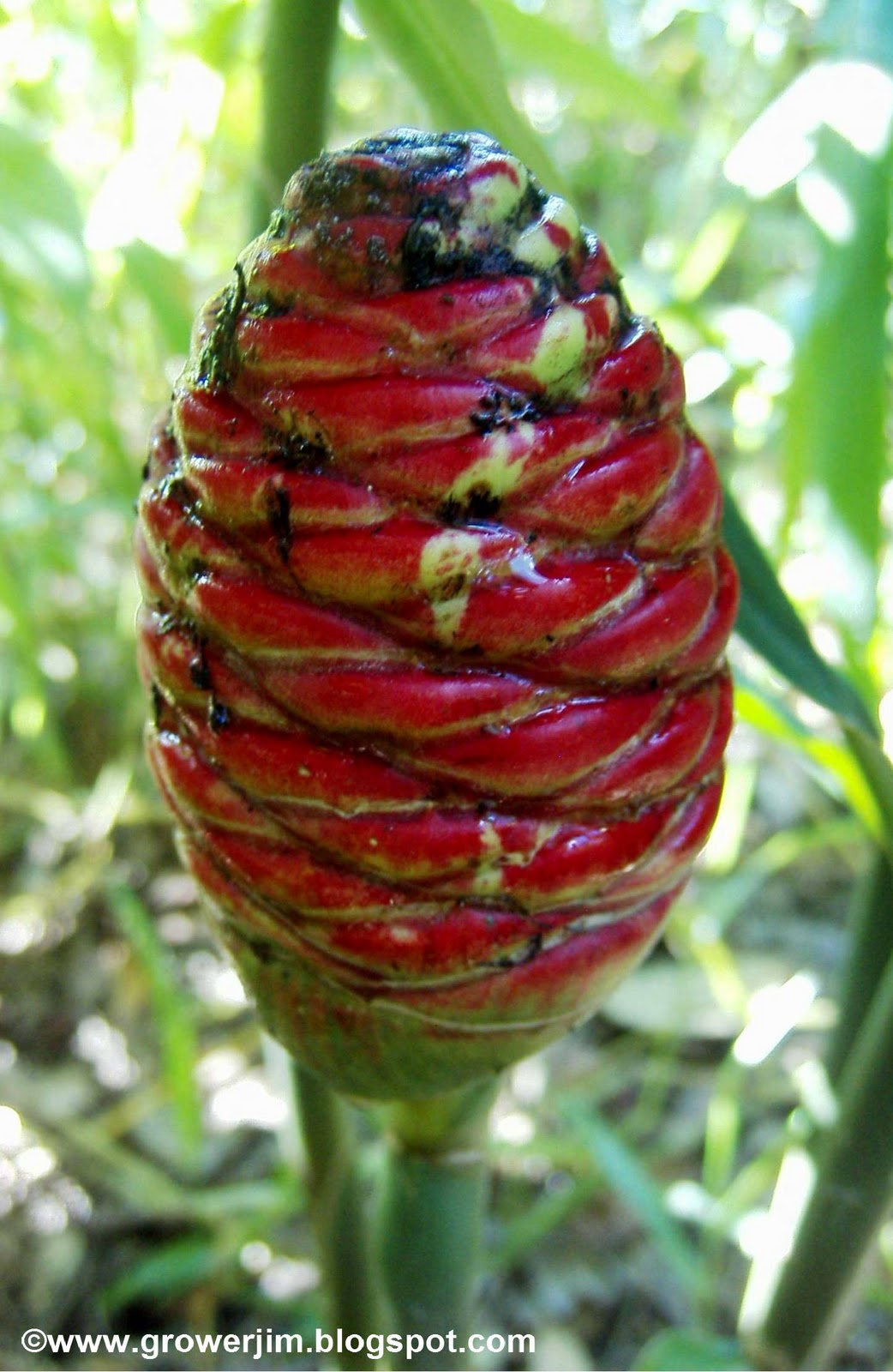 Garden Adventures Zingiber zerumbet (Shampoo Ginger)