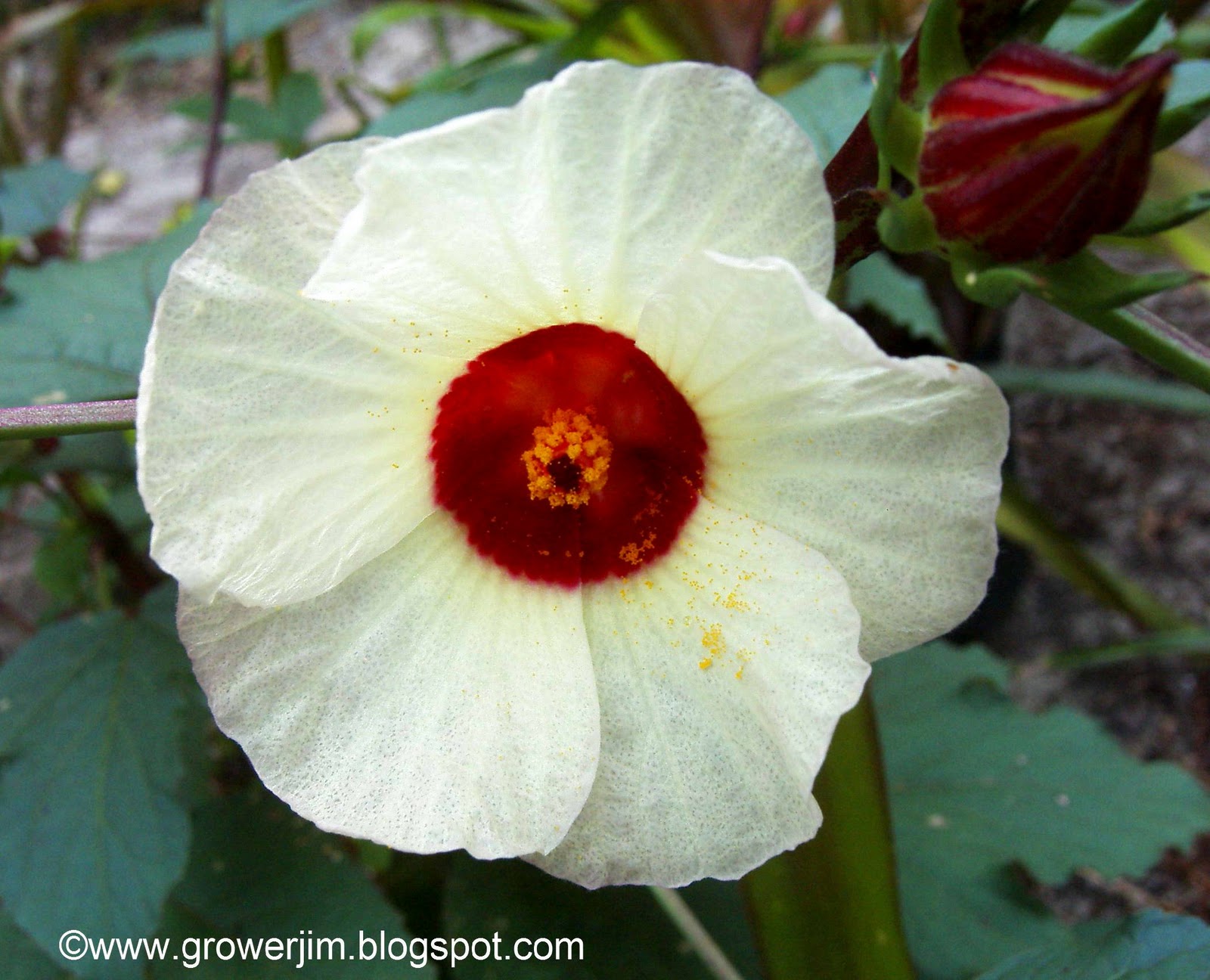 Garden Adventures: Hib...