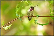 SLIDESHOW - Arizona Birding