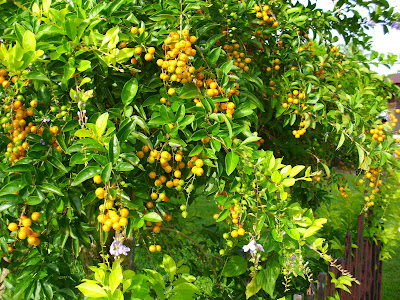 APA YANG CARI?: Oktober 2010