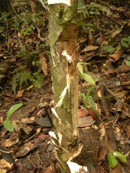 Hutan Pohuwato Gorontalo