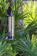 Beatutiful Backyard Birds