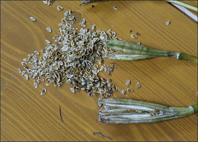 Meine grüne Leidenschaft Lilie Samen abzugeben