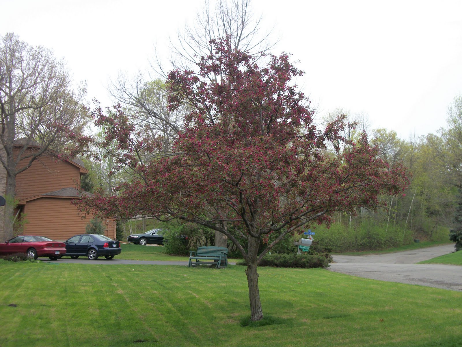 TwinCess Diaries... April Progression of My Favorite Crab Apple Tree