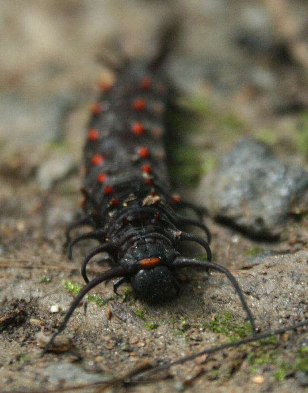 The Öko Box: Black and Red Caterpillar (smooth skinned and spikey)