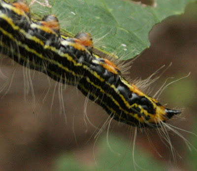 The Öko Box: Black & Yellow Striped Caterpillar (with orange legs)