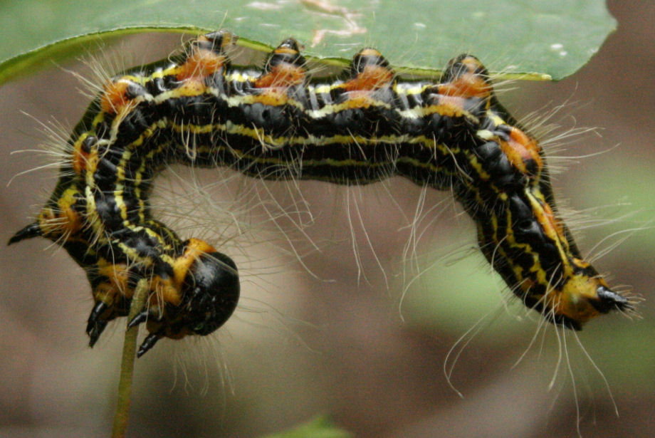 The Öko Box: Black & Yellow Striped Caterpillar (with orange legs)