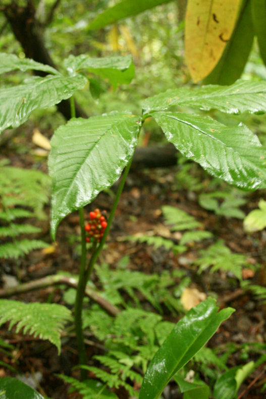 The Öko Box Wild Ginseng In The Fall (red seed berries)