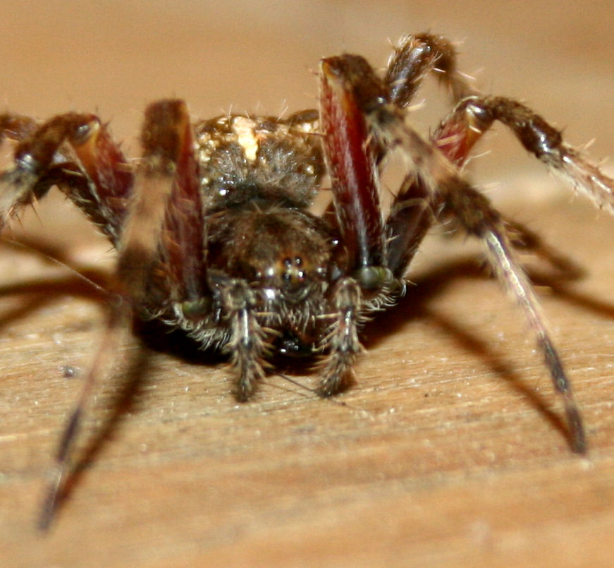 The Öko Box: Big Spider with Striped Long Legs