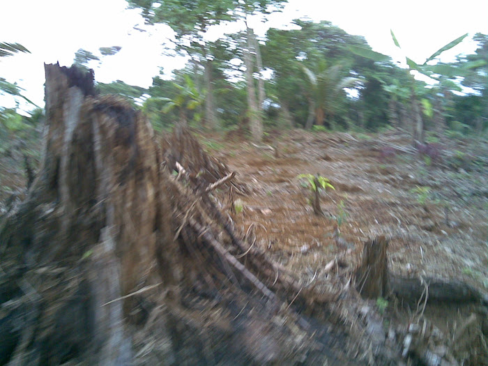 Penjarahan Hutan yang Dilakukan oleh Serikat Petani Pasundan (SPP)